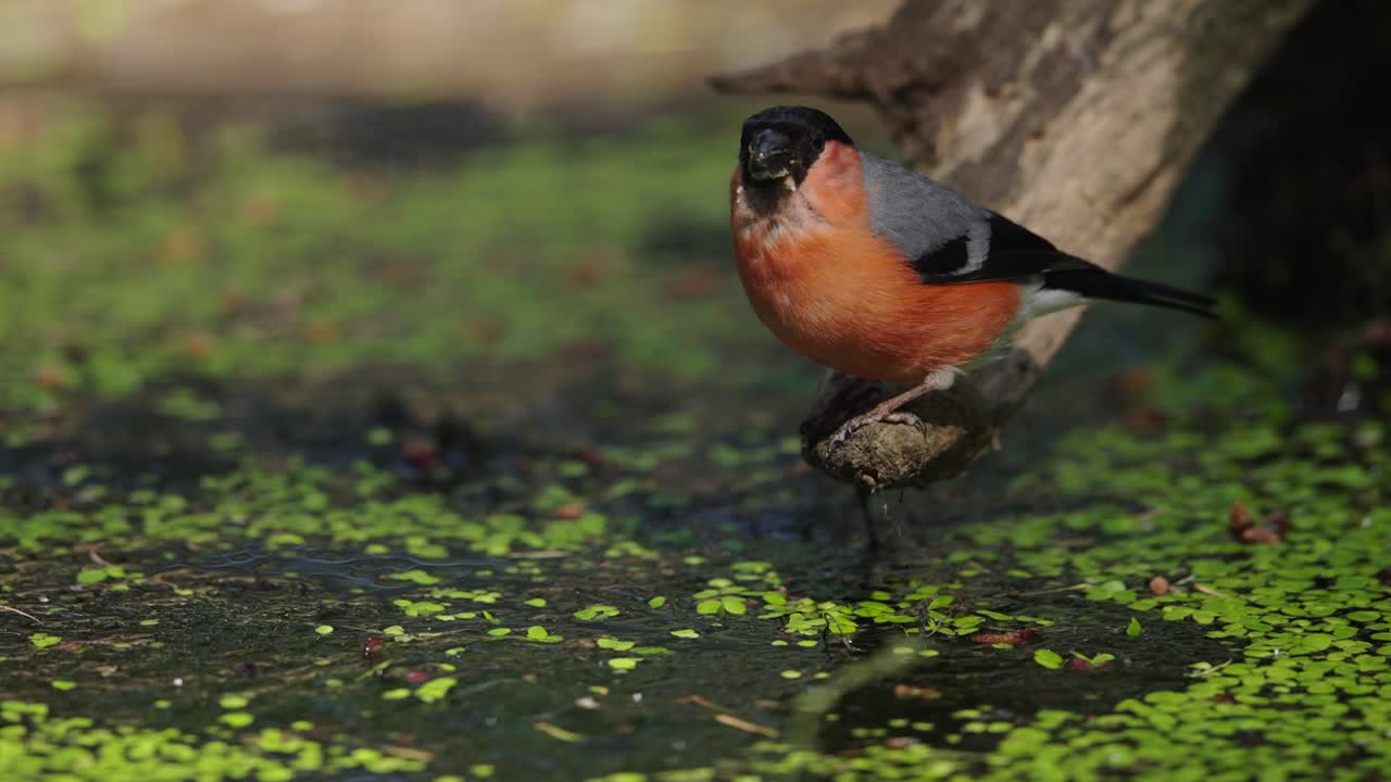 primer plano de bullfinch eurasiático en el tronco, bebe agua del estanque con plantas acuáticas