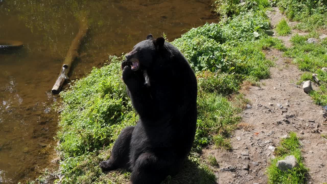 Orso nero americano (Ursus americanus) che si nutre sulla riva del fiume, in Alaska.