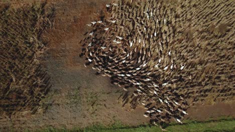 4k video from drone ducks running around each other in a rice field