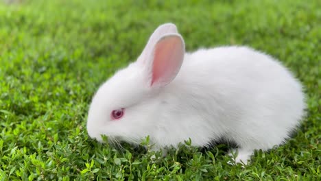 a beautiful little rabbit is eating grass in the field