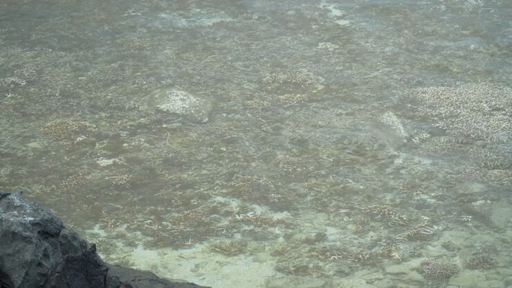 Aquatic life in the shallow waters of Fiji, coral reefs and small fish swimming