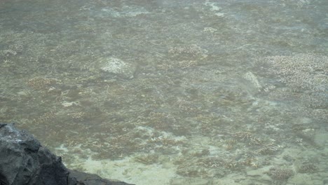 Aquatic-life-in-the-shallow-waters-of-Fiji,-coral-reefs-and-small-fish-swimming