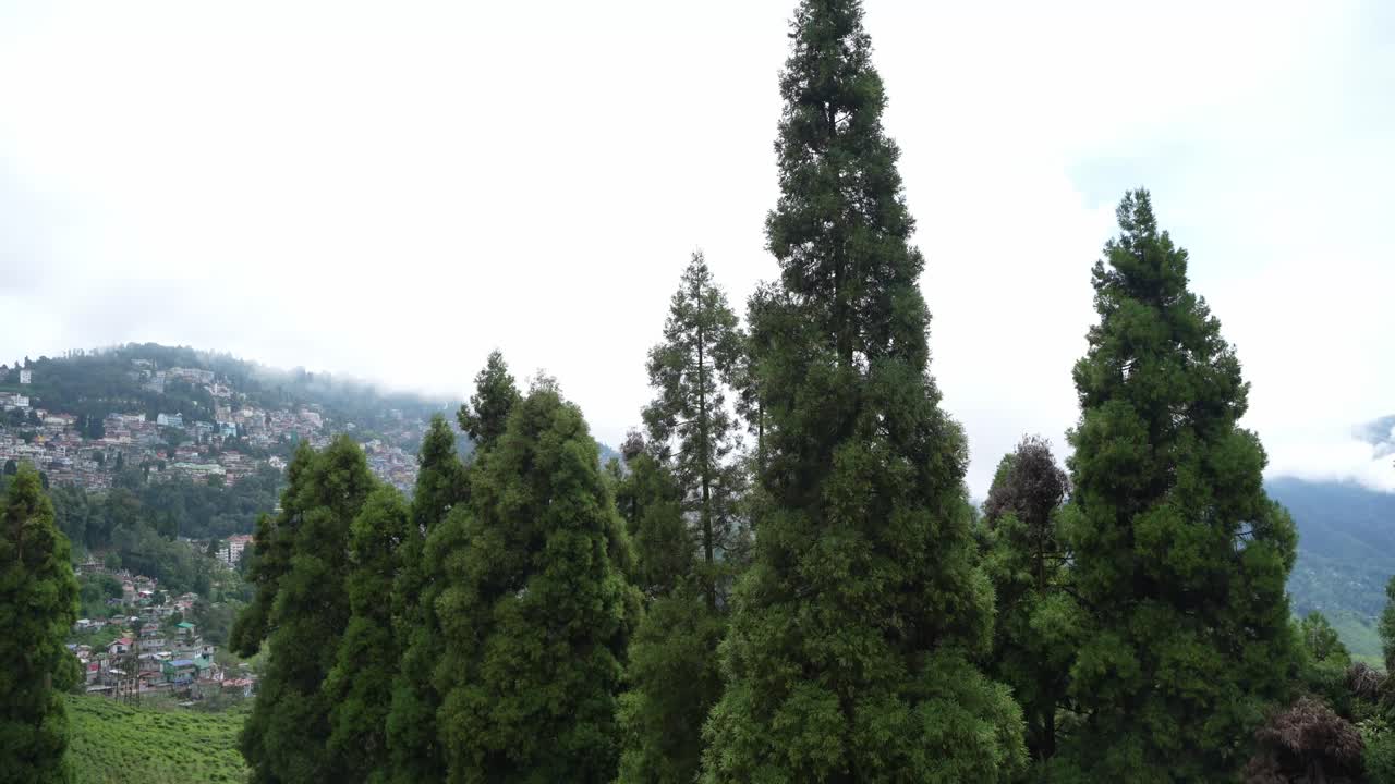 Beautiful landscape view of Darjeeling tea garden. The tea tree base prevents water from accumulating in the hilly areas of Darjeeling. This Darjeeling tea is world famous