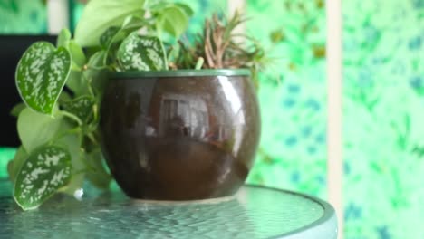 plants on a glass table or a view of a table with plants