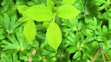 young common hornbeam tree growing over the foliage of winter aconites