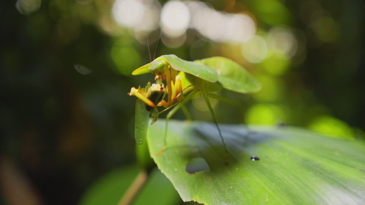 Cobra mantis traps and consumes a grasshopper in its arms on a leaf in Peru’s tropical jungle.