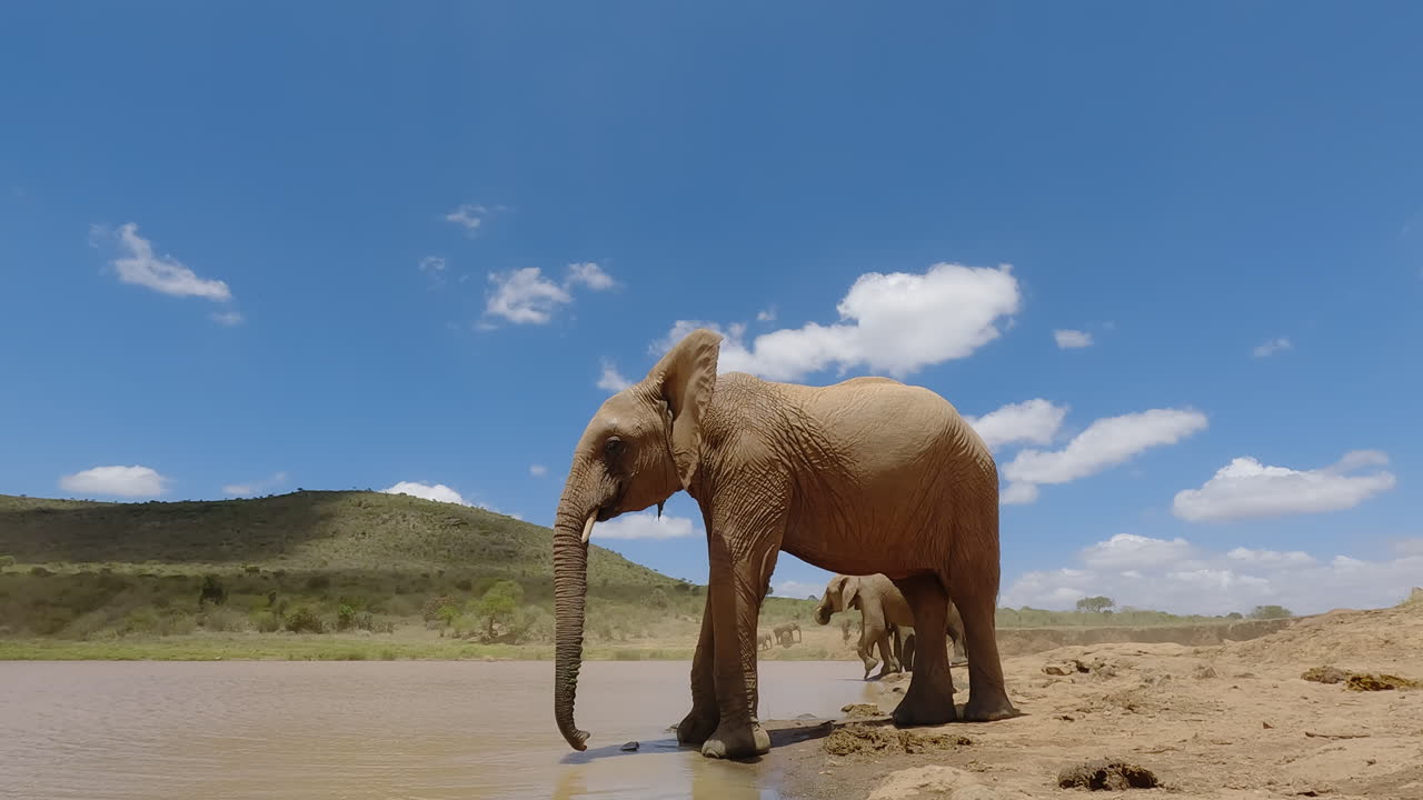 Afrikanske savanneelefanter, der drikker fra et vandhul på savannen