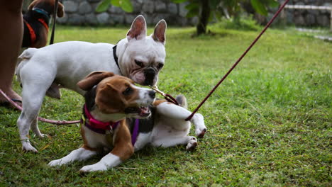 close shot of french bulldog and beagle playing joyfully on green grass