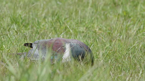 Kereru-Eating-In-Grassland-In-New-Zealand---Close-Up