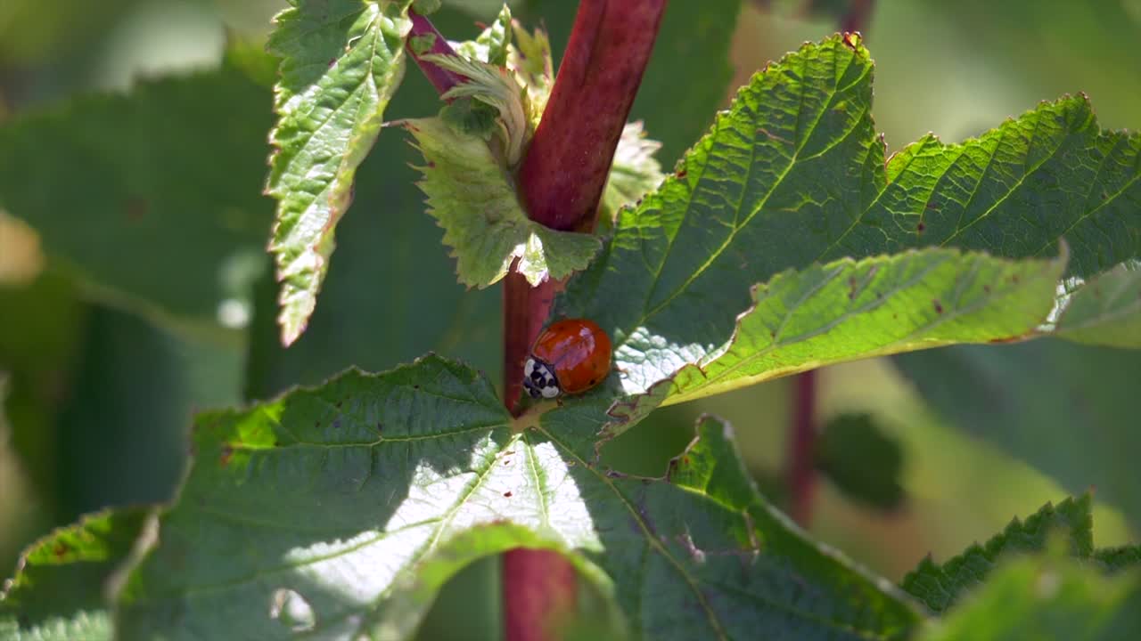 mariquita roja o mariquita en planta verde durante el día soleado en la naturaleza, primer plano macro