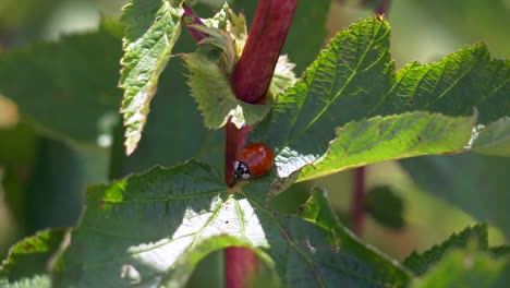 Red-Ladybug-or-Ladybird-on-green-plant-during-sunny-day-in-nature,macro-close-up