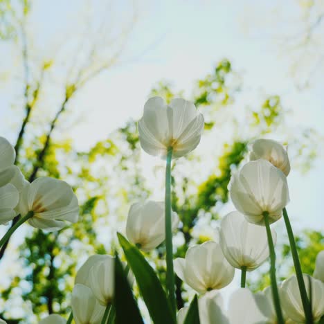 Schöne-Weiße-Tulpen-2