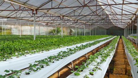 Organic-strawberry-plant-growing-in-greenhouse