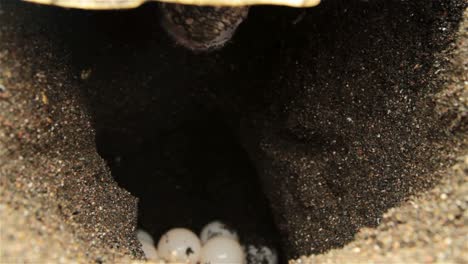 Close-up-of-sea-turtle-laying-eggs-in-sand