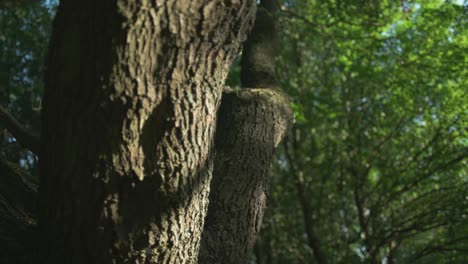 Beautiful-forest-path-as-background