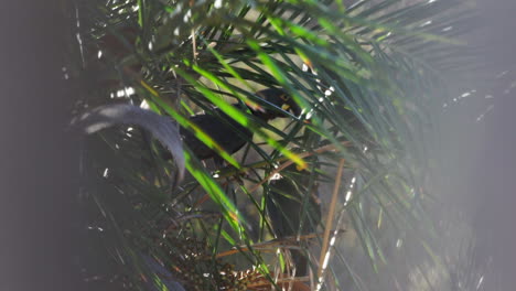 Guacamayas-De-Lear-Comiendo-Y-Bebiendo-Nueces-De-Palmera-Licuri