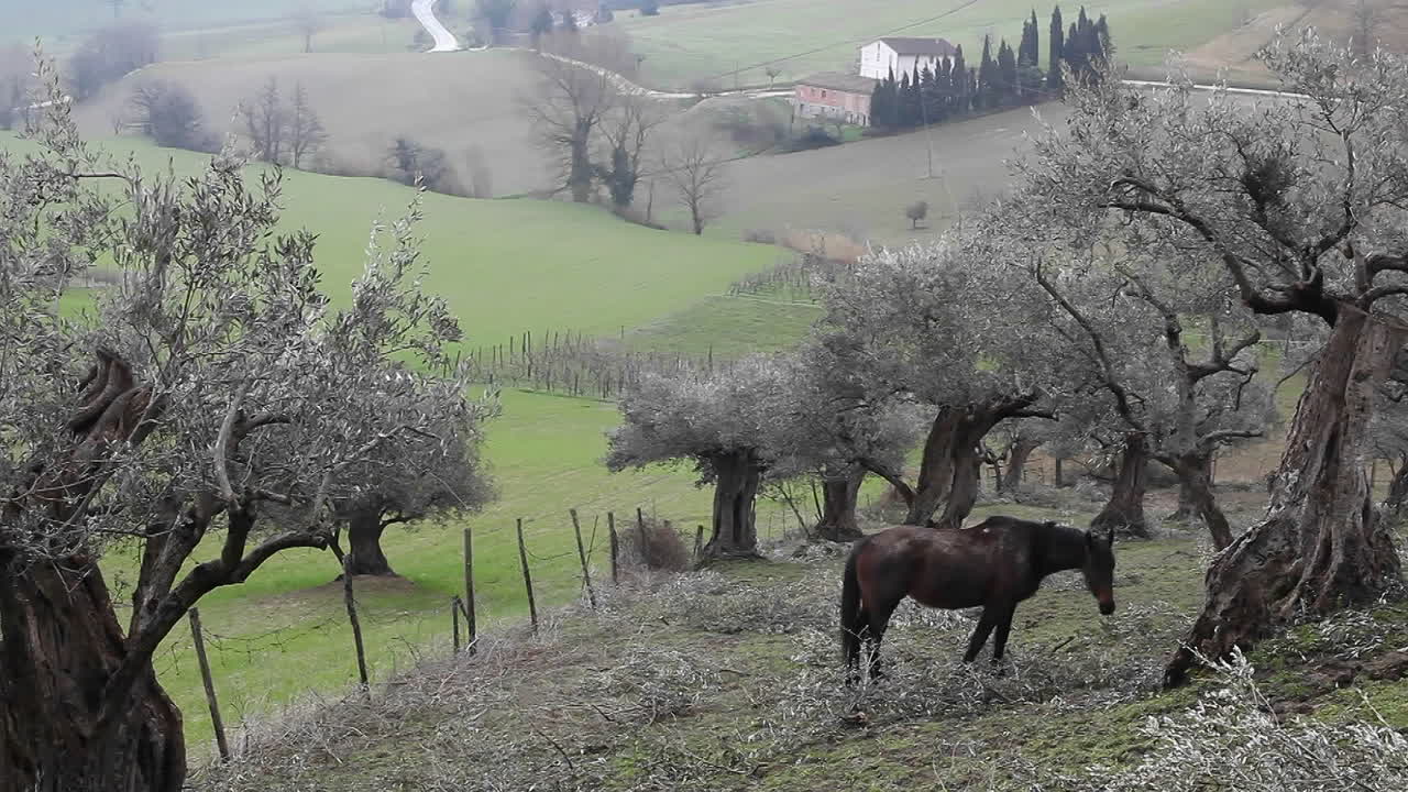 un caballo pasta en una pequeña colina cerca de un prado verde