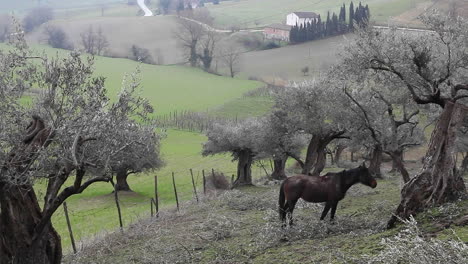 a horse grazes in a small hill near a green meadow