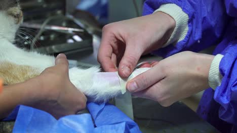 closeup of veterinarian surgeon's hands applying an intravenous catheter on a dog's paw during a sterilization surgery