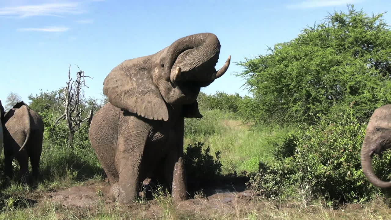 elefante levantándose del barro en un día caluroso en el desierto de la sabana africana, retroceder