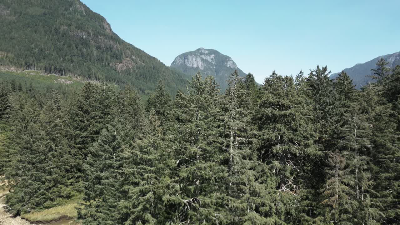 vuelo cercano sobre jervis inlet delta las copas de los árboles revelan el valle en bc, canada