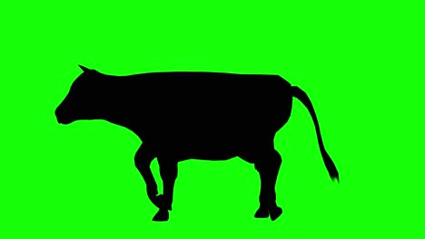 silhouette of a cow walking, on green screen, side view. animal silhouettes seamless loop 3d animation.