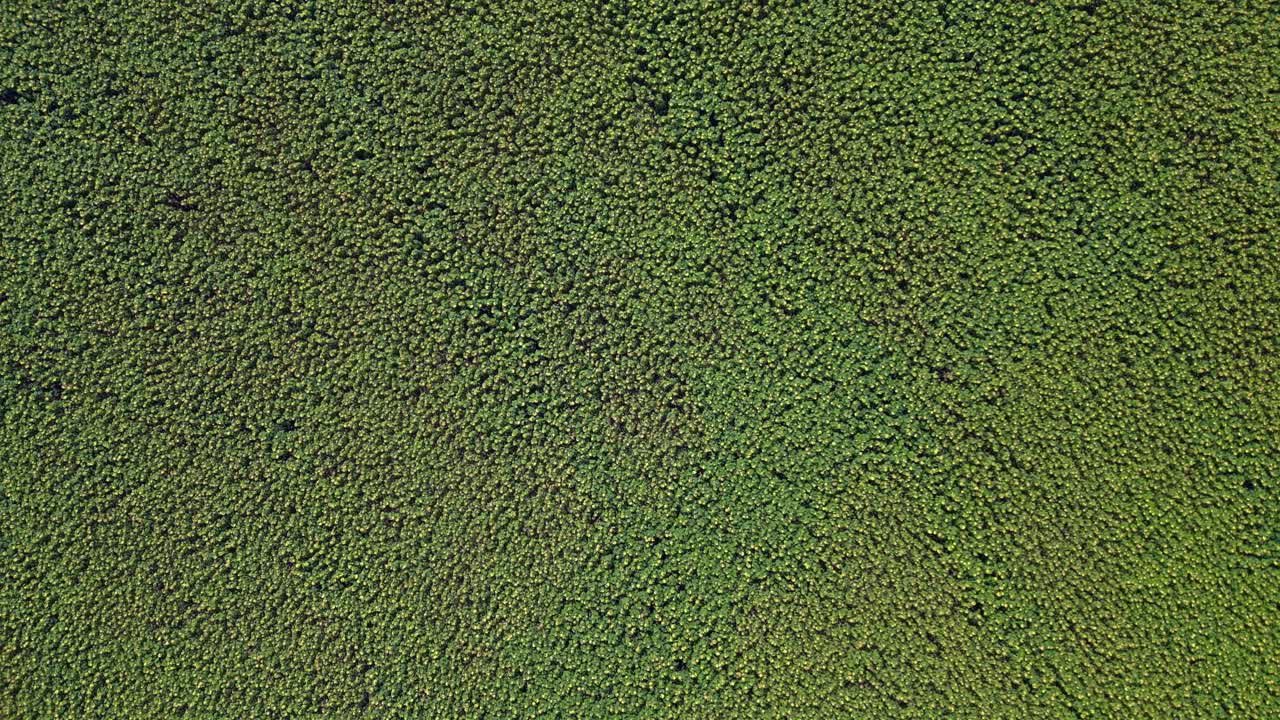 hermoso campo de girasoles interminable que cubre una vasta tierra cerca de una pequeña aldea bajo el cielo azul. maravillosa vista aérea vuelo vertical vista de pájaro drone