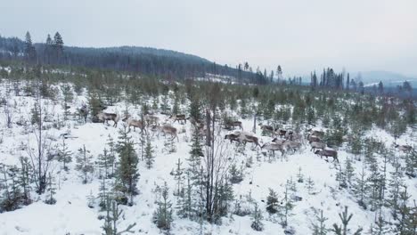 Sami-Reindeer-herd-stumbling-around-hard-snowed-Scandinavian-landscape---Aerial-fly-over-ground-level-shot