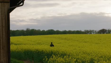 black male with arms up thanking god inside a yellow flower field near wooden cabin in rural stuttgart, baden wurttemberg, germany, europe, afternoon panning view angle