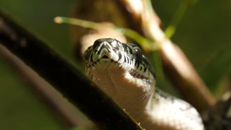 primer plano de los órganos del hoyo de la serpiente, los ojos y la boca de la caza - pitón de diamante