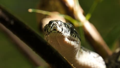 closeup of snake pit organs, eyes and mouth hunting - diamond python