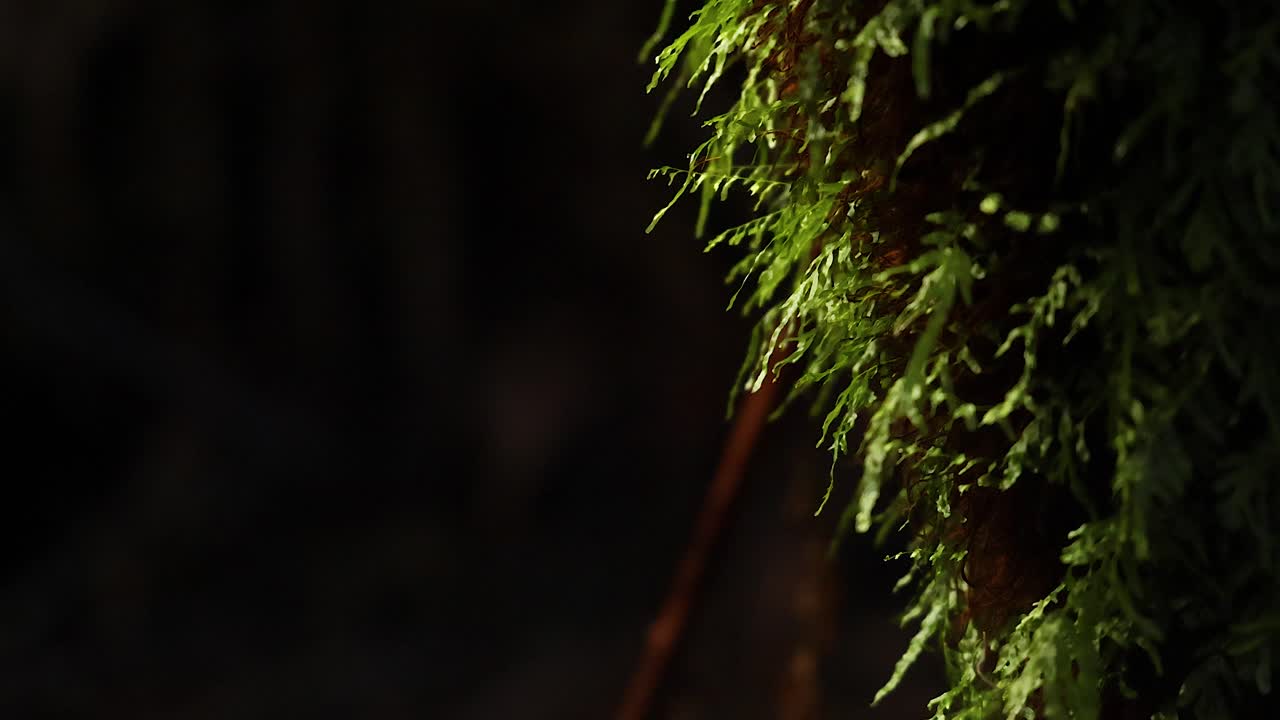 primer plano de musgo en un árbol en la selva tropical