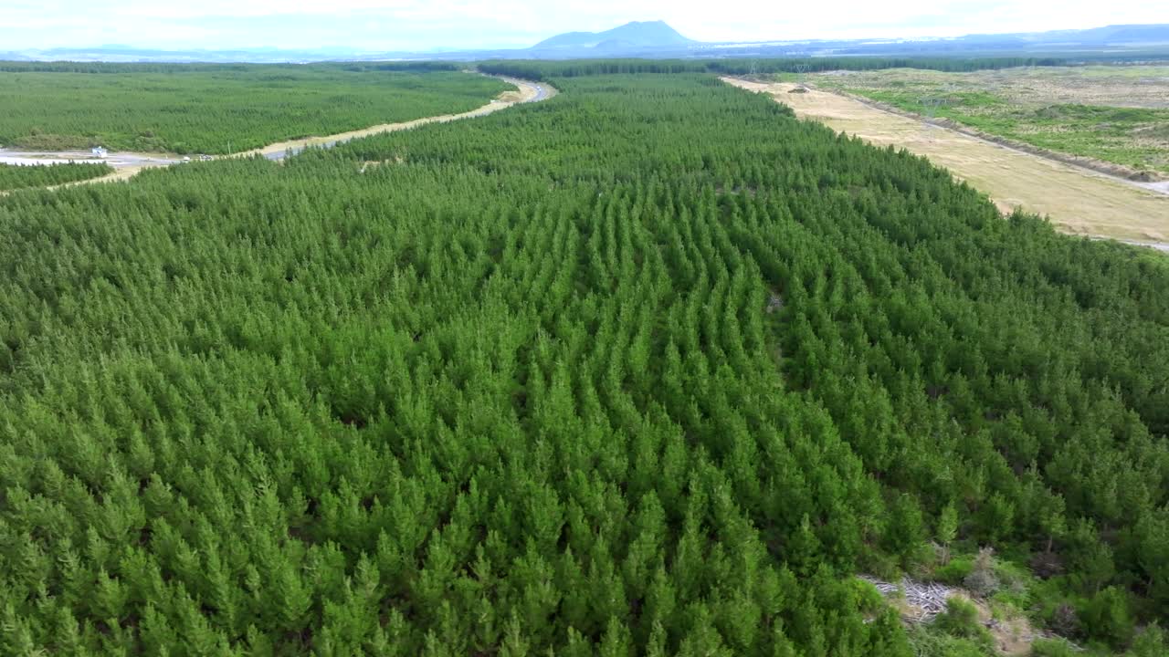 vista aérea de miles de pinos plantados para convertirse en un parque natural
