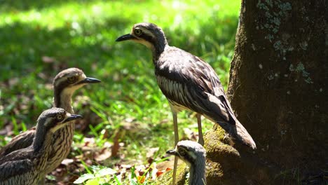 Ein-Schwarm-Scheuer-Bodenlebender-Vögel,-Die-Auf-Der-Offenen-Grasebene-Stehen,-Busch-brachvogel,-Burhinus-Grallarius,-Der-In-Australien-Endemisch-Ist,-Filmische-Nahaufnahme-Bei-Tageslicht