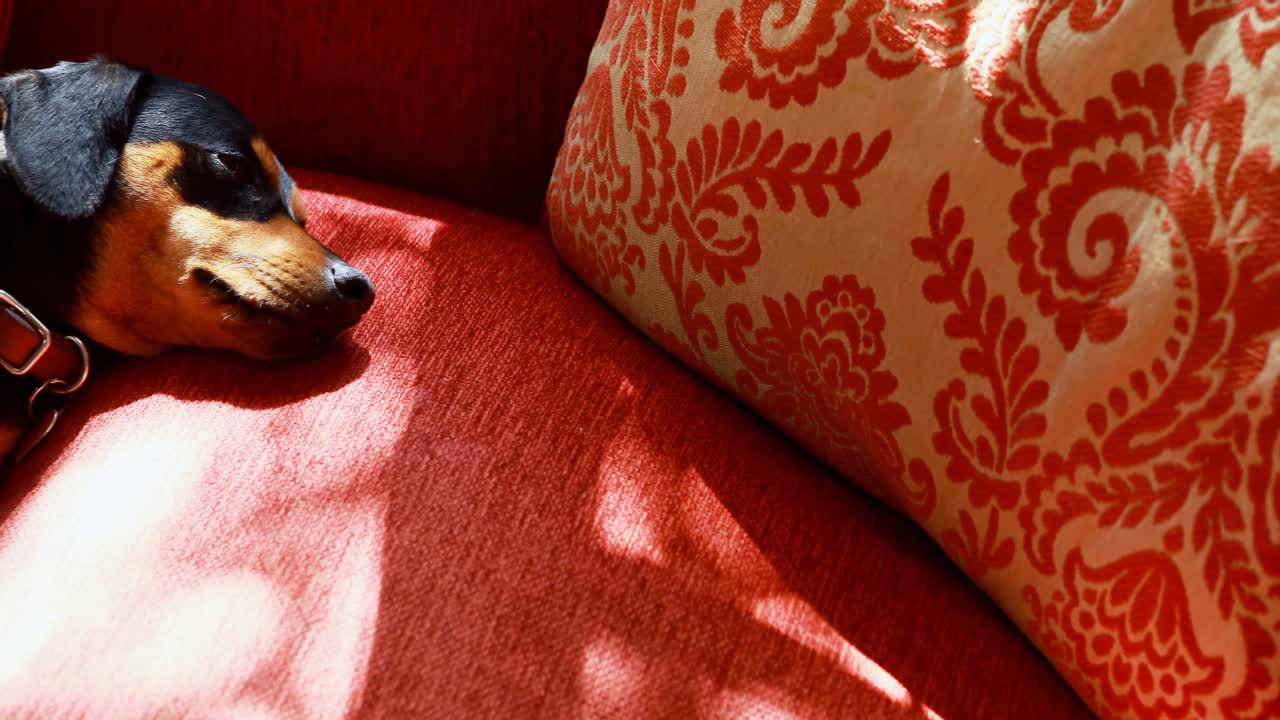 거실 4k의 소파에서 잠을 자는 개