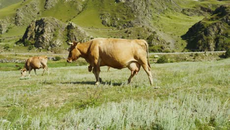 cows grazing in a mountain meadow