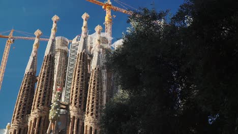 tilting up shot, trees revealing scenic view of the towers of the sagrada familia church in barcelona, spain, blue sky in the background