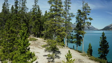 Drone-Ascendiendo-Sobre-Densos-Pinos-En-El-Lago-Abraham,-Alberta,-Canadá