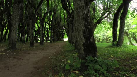 Spooky-woodland-wilderness-trail-panning-across-lots-of-forest-trees