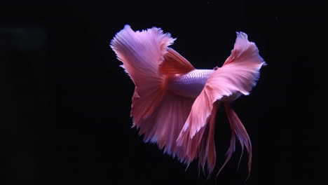elegant pink betta fish against a dark background