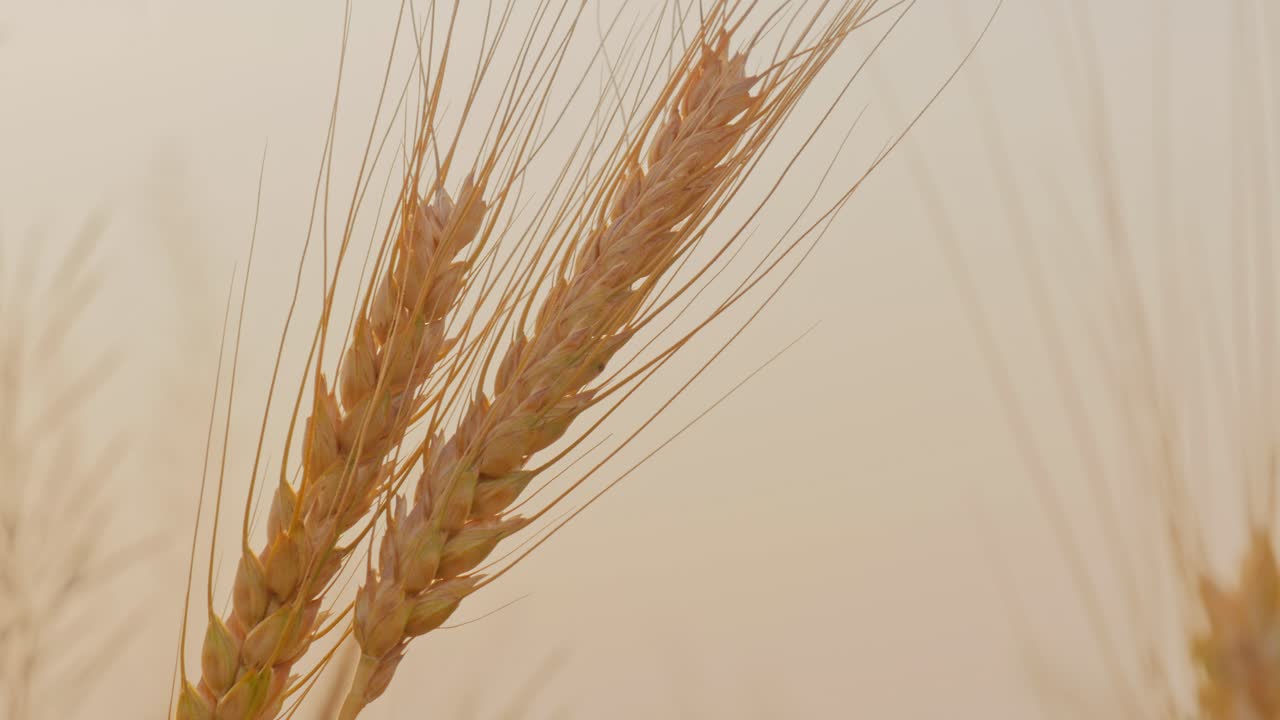 Primo piano di due spighe di grano mature che ondeggiano delicatamente al vento, le loro lunghe ariste catturano una morbida luce dorata contro uno sfondo liscio e sfocato.