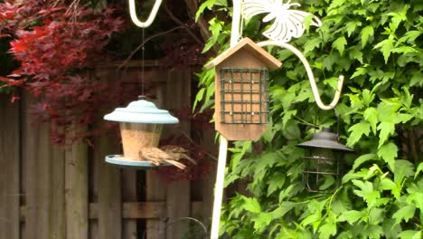 Bei-Der-Gartenarbeit-Im-Freien-Konnte-Ich-Nicht-Umhin-Zu-Bemerken,-Wo-Auch-Mein-Ganzes-Vogelfutter-Verschwand