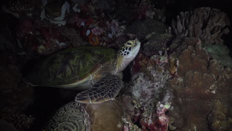 Tortuga-Marina-Verde-Sentada-En-Un-Arrecife-De-Coral-Tropical-Por-La-Noche