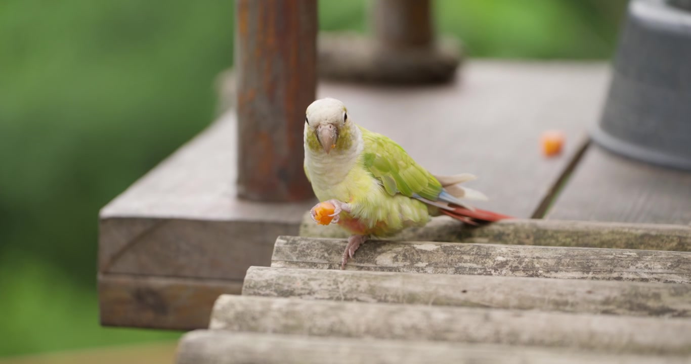 Parrocchetto conuro dalle guance verdi varietà pineapple che tiene un frutto arancione nella zampa e mangia mentre è appollaiato su una sporgenza di legno al Jeju Flower Bird Park Hwajoowon in Corea del Sud