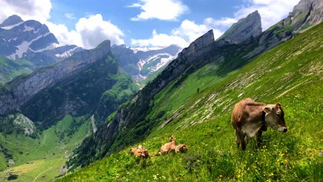 Esta-Es-Una-Toma-De-Algunas-Vacas-Comiendo-Pasto-En-Una-Parte-Empinada-De-Una-Montaña.