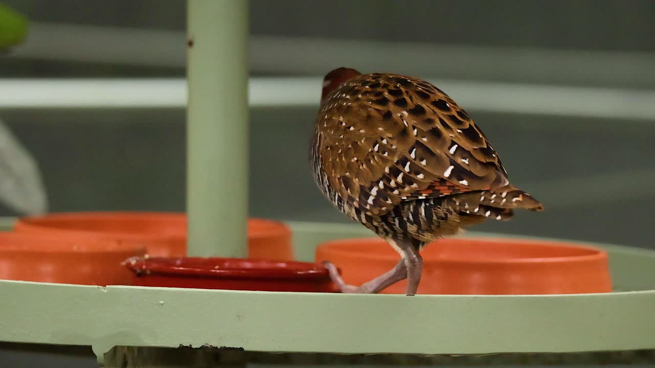 pájaro explorando una plataforma con contenedores