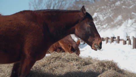 head close-up of horse grazing dry hay in snow-capped daegwallyeong sky ranch on sunny winter day