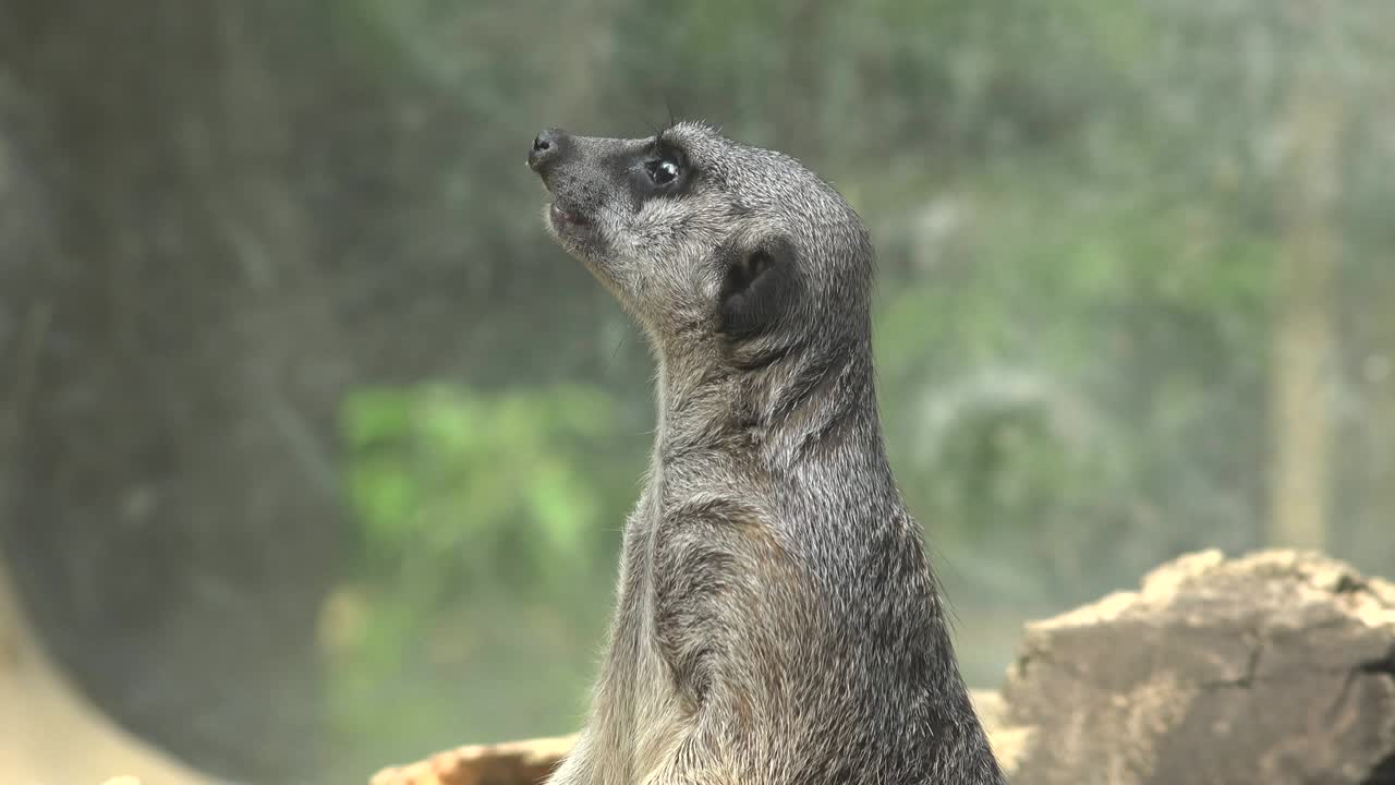 동물원 의 수리카트