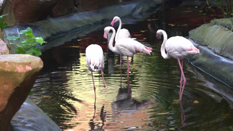 flock of greater flamingo, phoenicopterus roseus with long skinny legs standing in water, scratching, grooming and cleaning before the nightfall in pond environment