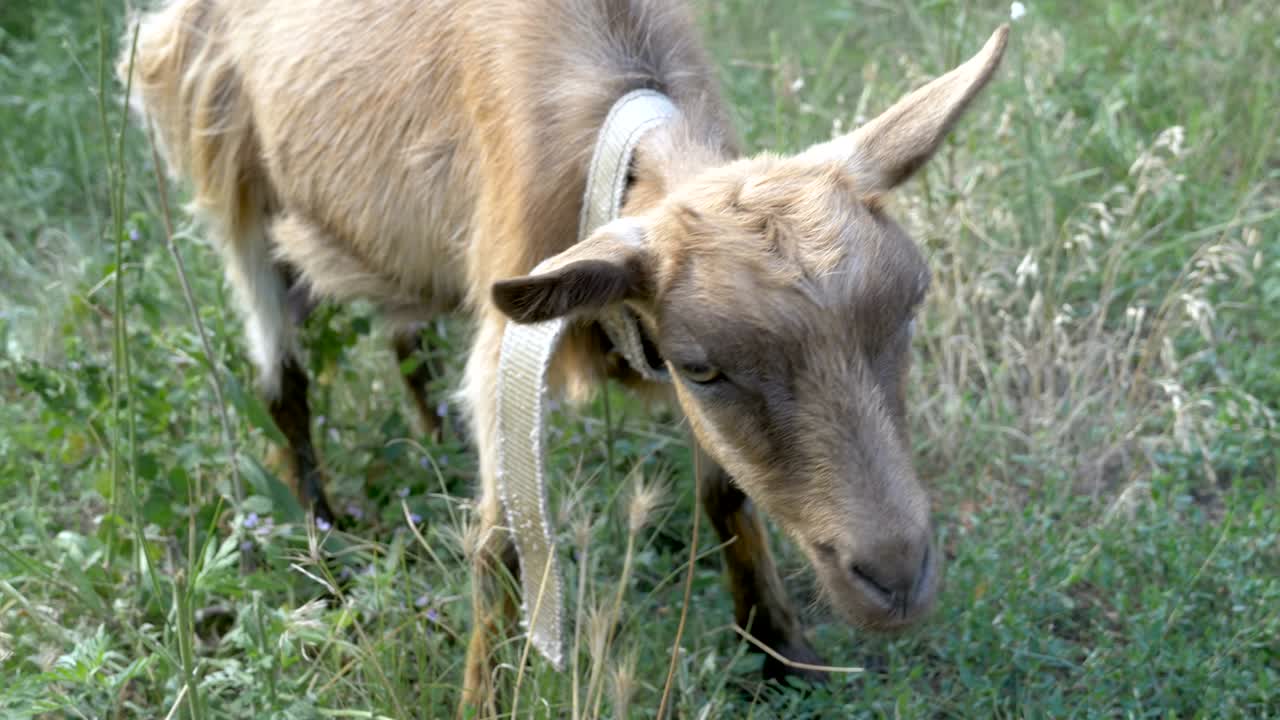 마을에 있는 작은 염소